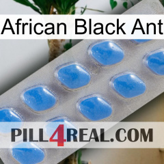 African Black Ant 22